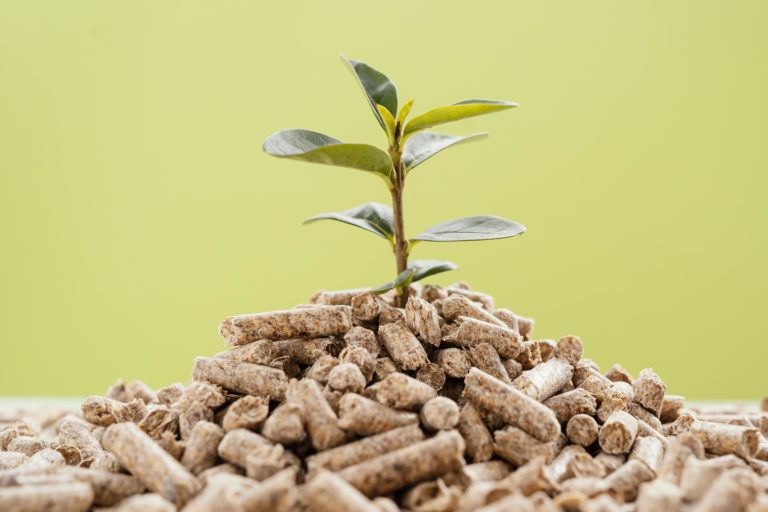 vue face plante poussant partir granules