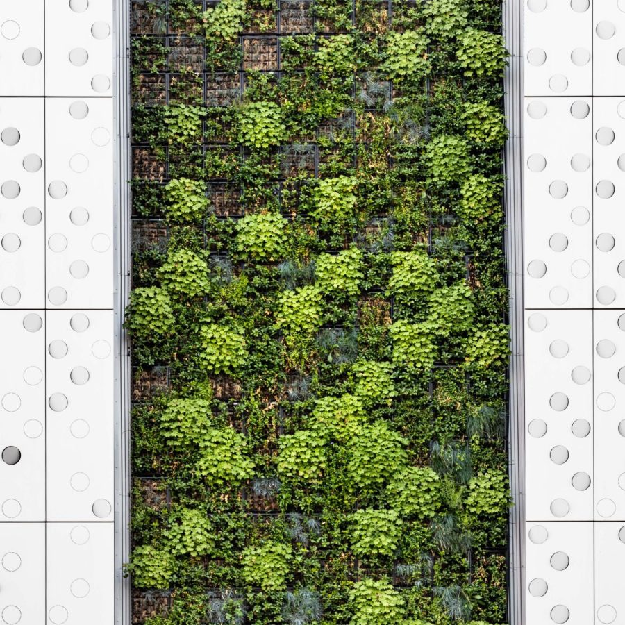Mur végétal formation