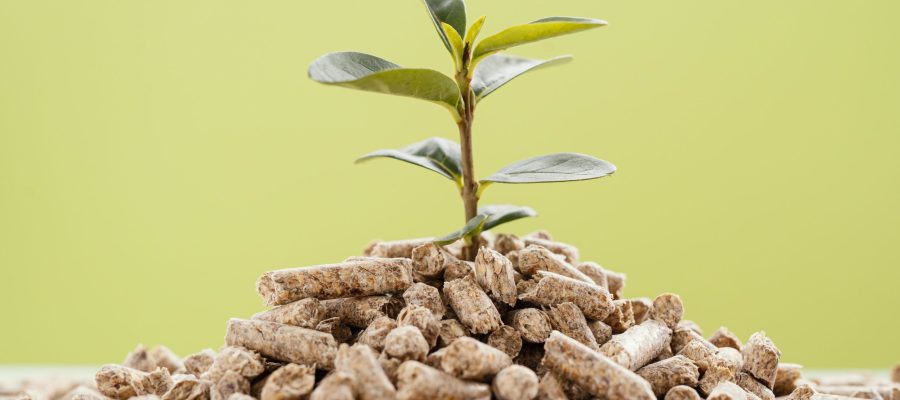 vue face plante poussant partir granules
